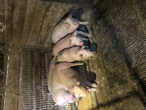 Vand soldani - imagine 2