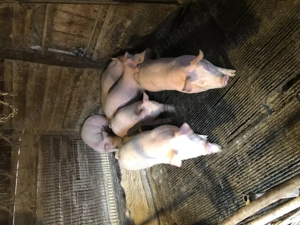 Vand soldani - imagine 3