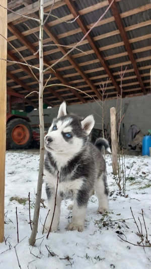  Husky siberian 