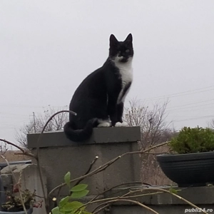 Pisica pentru adoptie.