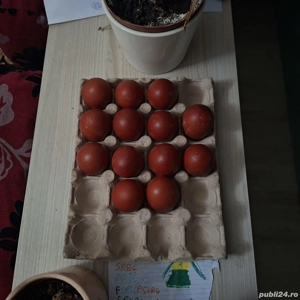 Marans oua de incubat - imagine 2