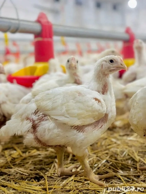 Puii de carne broiler  - imagine 3