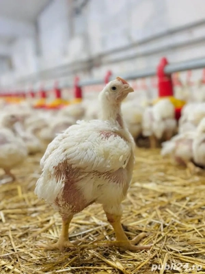 Puii de carne broiler 