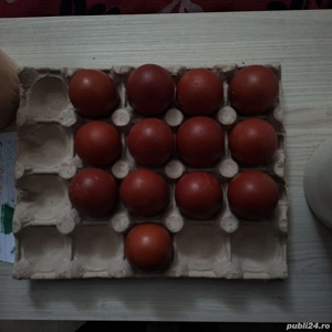 Marans oua de incubat