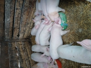 vând purcei  - imagine 3