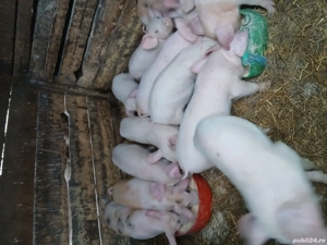 vând purcei  - imagine 2