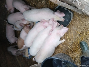 vând purcei  - imagine 4