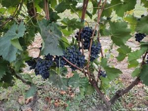 Butași Viță de vie - imagine 2