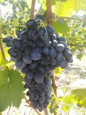 Butași Viță de vie - imagine 5