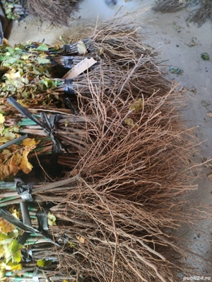 Butași Viță de vie - imagine 4