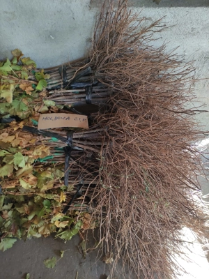 Butași Viță de vie - imagine 3