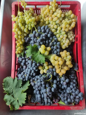 Butași Viță de vie