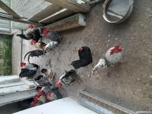 De vânzare gainuse pitice chabo  - imagine 2