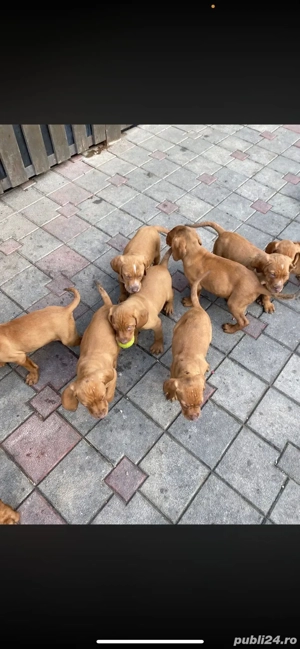 Vizsla maghiară  - imagine 2