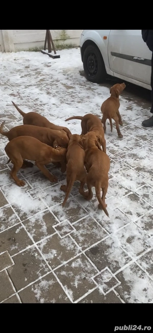 Vizsla maghiară  - imagine 3