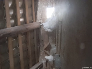 De vânzare voiajori albi și galbeni  - imagine 2