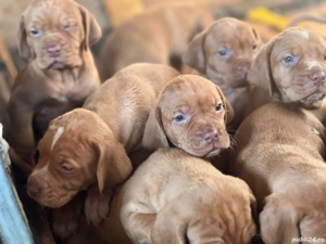 Vizsla maghiară  - imagine 4