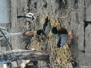 De vânzare rate salbatice tinere  - imagine 2