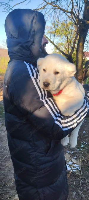 Ciobănesc Asia Centrală 