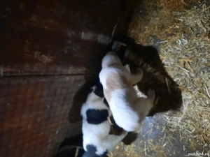 2 femele  Asia centrala - imagine 2