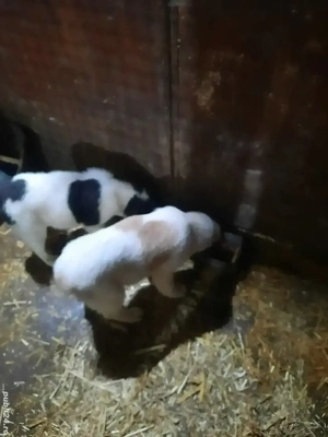 Femele Ciobanesc de Asia Centrala - imagine 2