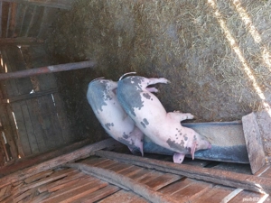    De Vanzare O Purcica  - imagine 2