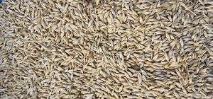 Vand orz productie an 2025