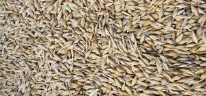 Vand orz productie an 2025 - imagine 3