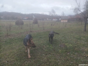 Catel de vanzare - imagine 2