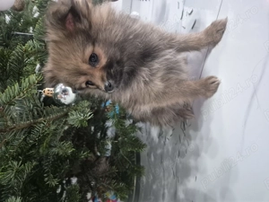 Spitz pomeranian - imagine 3