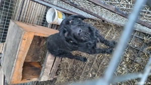 Donez caine de vanatoare