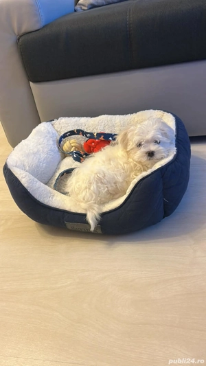 Pui Bichon Maltez mini toy fetița 3 luni 