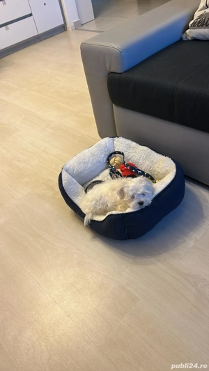 Pui Bichon Maltez mini toy fetița 3 luni  - imagine 3
