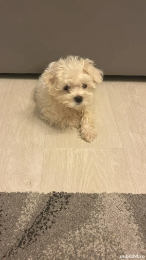 Pui Bichon Maltez mini toy fetița 3 luni  - imagine 2
