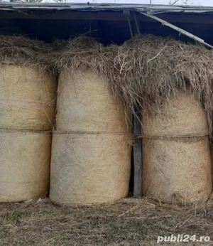 Baloți mari de lucernă și fân de vânzare - imagine 3