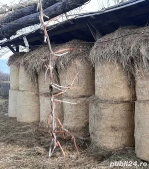 Baloți mari de lucernă și fân de vânzare - imagine 2