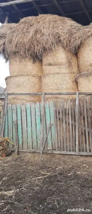 Baloți mari de lucernă și fân de vânzare