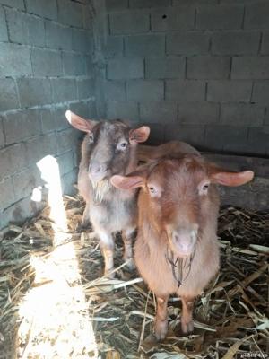 De vânzare  - imagine 2