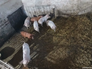 Purcei de vânzare !  - imagine 4