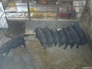 Purcei de vânzare !  - imagine 3
