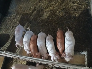 Purcei de vânzare !  - imagine 2