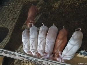 Purcei de vânzare !  - imagine 5