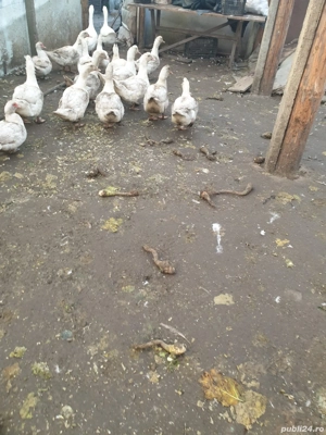 Rațe americane de vânzare  - imagine 2