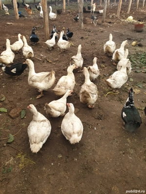 Rațe americane de vânzare 