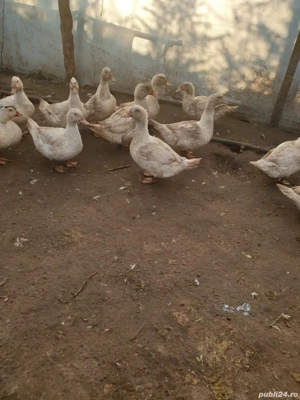 Rațe americane de vânzare  - imagine 3