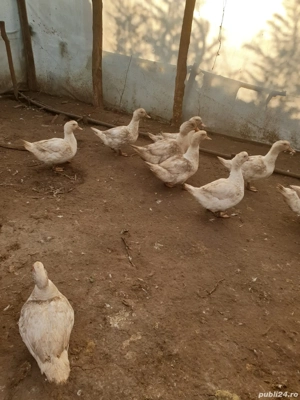 Rațe americane de vânzare  - imagine 4