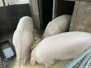 Vând porc 15 lei kg - imagine 2