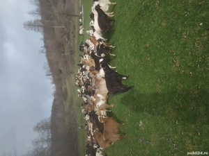 Vând capre - imagine 2