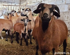 Oi de camerun DOAR AZI Transport Gratuit la Tg Jiu