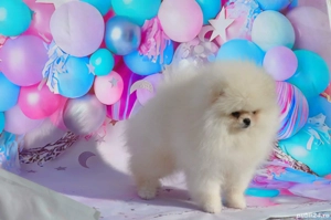 pomeranian alb minitoy